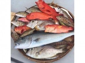 プランの魅力 I can meet colorful fish の画像