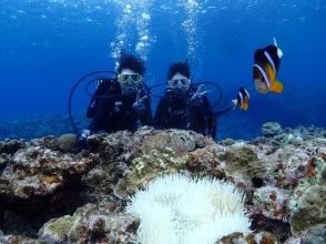 プランの魅力 美丽的珊瑚礁和可爱的海洋生物...您需要继续观察 の画像