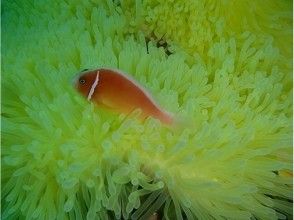 プランの魅力 很多生活在鼻竇的生物！ の画像