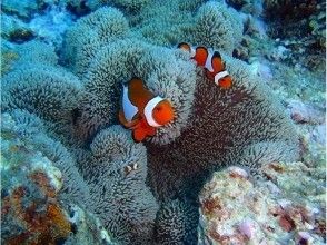 プランの魅力 洞内で暮らす生き物もたくさん！ の画像