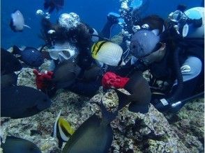 プランの魅力 体験ダイビングが初めてでも、泳げない人でもOK！ の画像