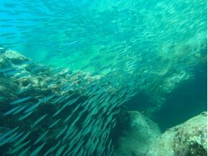 プランの魅力 Encounter a school of fish ?! の画像