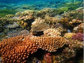 プランの魅力 水族館なんか目じゃない?! の画像