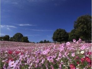 プランの魅力 Cosmos spreads all over in autumn! の画像