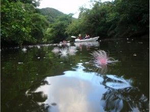 プランの魅力 漂う神秘的なサガリバナ の画像