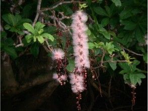 プランの魅力 初夏の代表的な花　サガリバナ の画像