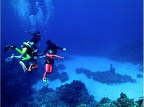 プランの魅力 Dream underwater world の画像