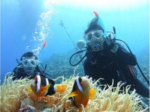 プランの魅力 カラフルなお魚たち の画像