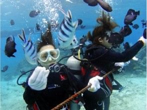 プランの魅力 Tropical fish up close! ? の画像