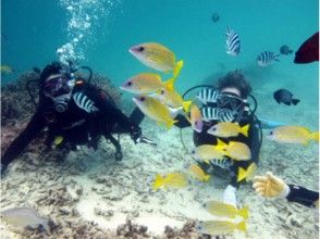 プランの魅力 カラフルなお魚たち の画像