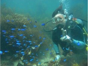 プランの魅力 Relaxing experience diving in shallow water の画像