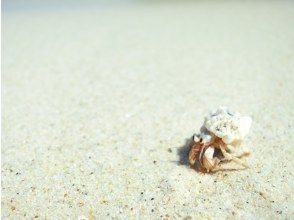 プランの魅力 ヤドカリ達の楽園 の画像