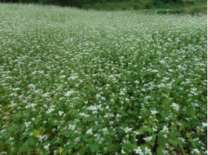 プランの魅力 在盛开的荞麦领域 の画像