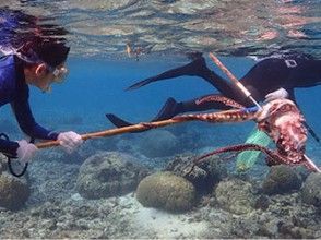 プランの魅力 魚を追う の画像