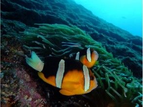 プランの魅力 七彩魚 の画像