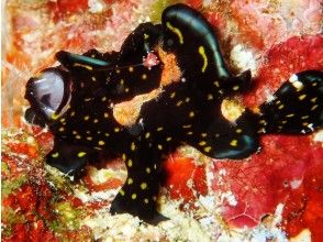 プランの魅力 生物もたくさん♪ の画像