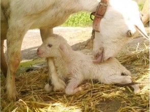 プランの魅力 I can touch various animals の画像