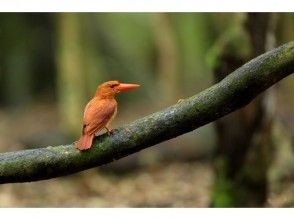 プランの魅力 Ruddy Kingfisher の画像