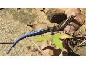 プランの魅力 石垣蜥蜴 の画像