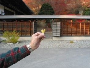 プランの魅力 霊松寺オハツキイチョウ の画像