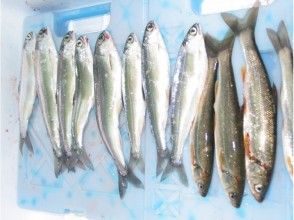 プランの魅力 Kokanee and Japanese dace from Lake Aoki の画像