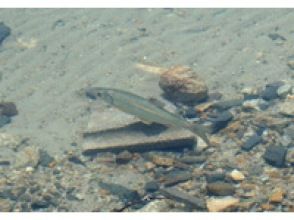 プランの魅力 青木湖の魚 の画像