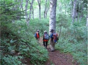 プランの魅力 Forest that has continued since ancient times of the gods の画像