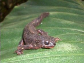 プランの魅力 稀有生物第1部分 の画像