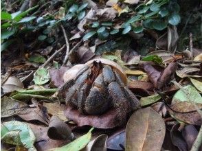 プランの魅力 珍しい生き物 その2 の画像