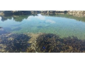 プランの魅力 Tropical fish in the tide pool の画像