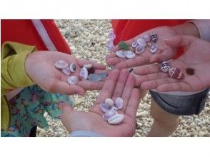 プランの魅力 Seashells and seagrass の画像