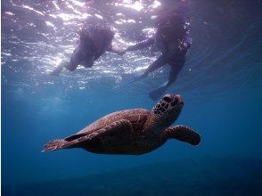 プランの魅力 Green turtle and の画像