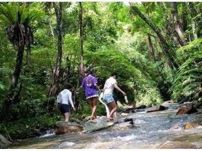 プランの魅力 Yanbaru is interesting! River trekking の画像