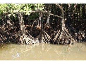 プランの魅力 Mangrove forest の画像