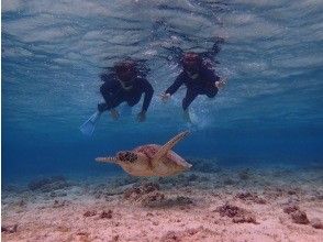 プランの魅力 100% sea turtle encounter rate in 2022! の画像