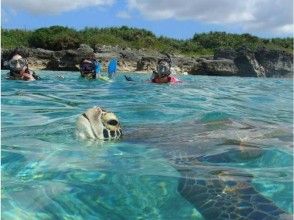 プランの魅力 A breathing shot of a cute sea turtle ♪ Puffa ... It's cute の画像