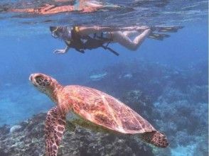 プランの魅力 Snorkel at a close distance to the sea turtle ♪ の画像