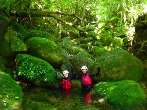 プランの魅力 The world of the moss forest の画像