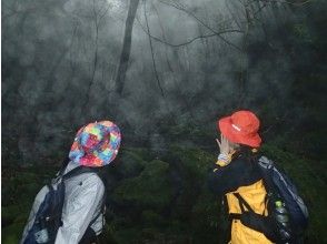 プランの魅力 在下雨天，森林是神秘的 の画像