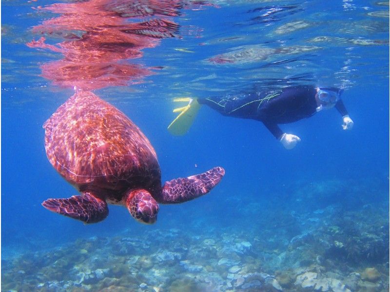 鹿児島 屋久島 シュノーケリングでウミガメを探しに行こう 半日コース アクティビティジャパン