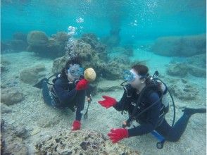 プランの魅力 海の中で生物と遊ぶ(^^♪ の画像