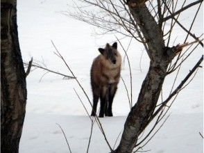 プランの魅力 您可能會遇到野生動物☆ の画像