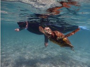 プランの魅力 人懐っこいウミガメさん の画像