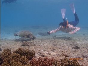 プランの魅力 ผู้ที่สามารถดำน้ำผิว の画像