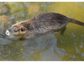 プランの魅力 Various creatures also inhabit! の画像