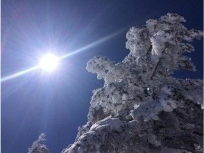 プランの魅力 雪の付く木々 の画像