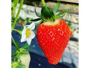 プランの魅力 Strawberry picking の画像