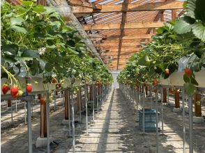 プランの魅力 Elevated cultivation. の画像