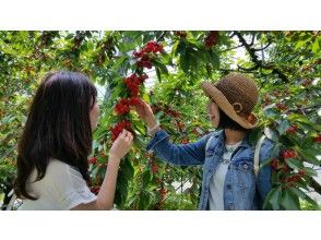 プランの魅力 さくらんぼ食べ放題 の画像