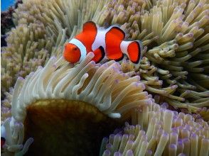 プランの魅力 Clownfish (Nemo) 100% の画像